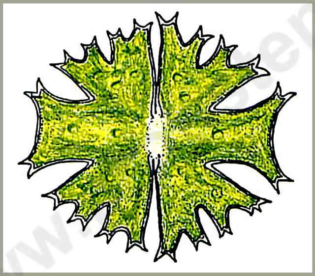 Image of Micrasterias crux-melitensis