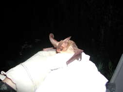 Image of Townsend's Big-eared Bat