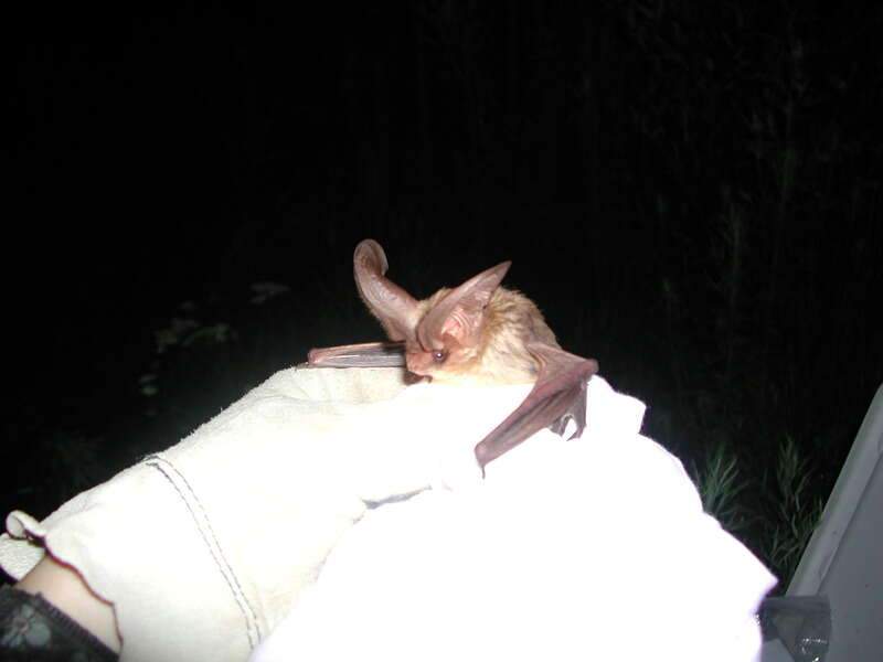 Image of Townsend's Big-eared Bat