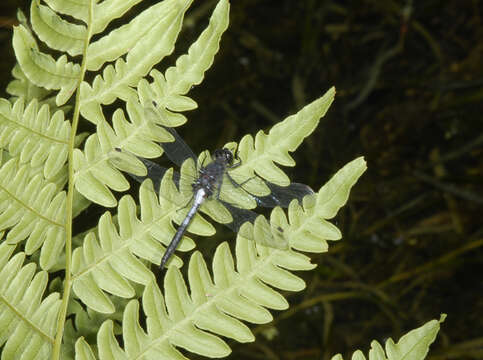 Image of Belted Whiteface