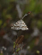 Image of Powder Moths
