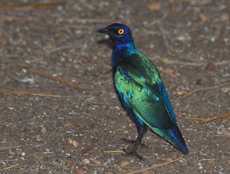 Image of Purple Glossy Starling