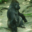 Image of Lowland Gorilla
