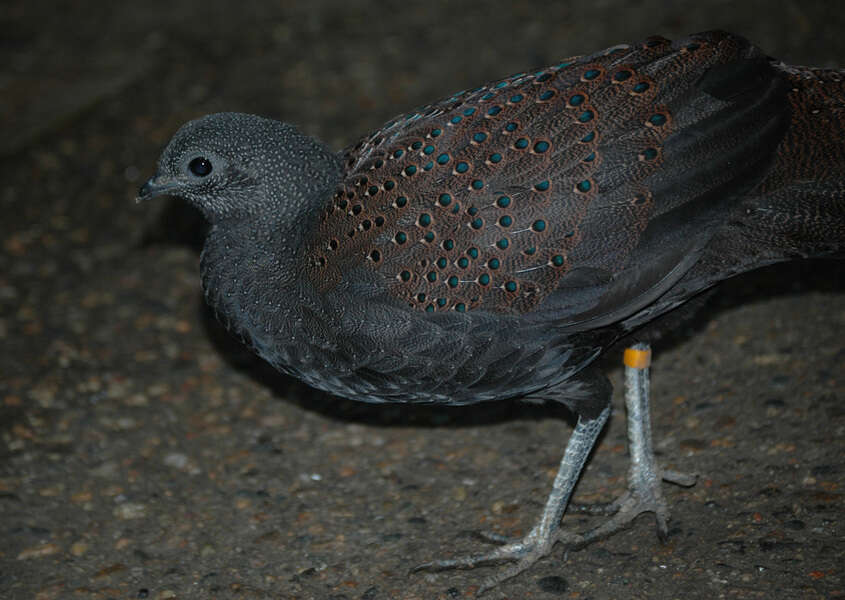 Image of Grey Peacock Pheasant