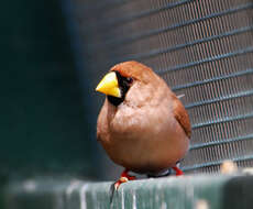 Image of Masked Finch