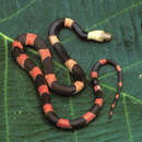 Image of Formosa False Coral Snake