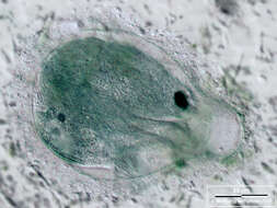 Image of Eufolliculina moebiusi (Möbius 1887) Kahl 1932