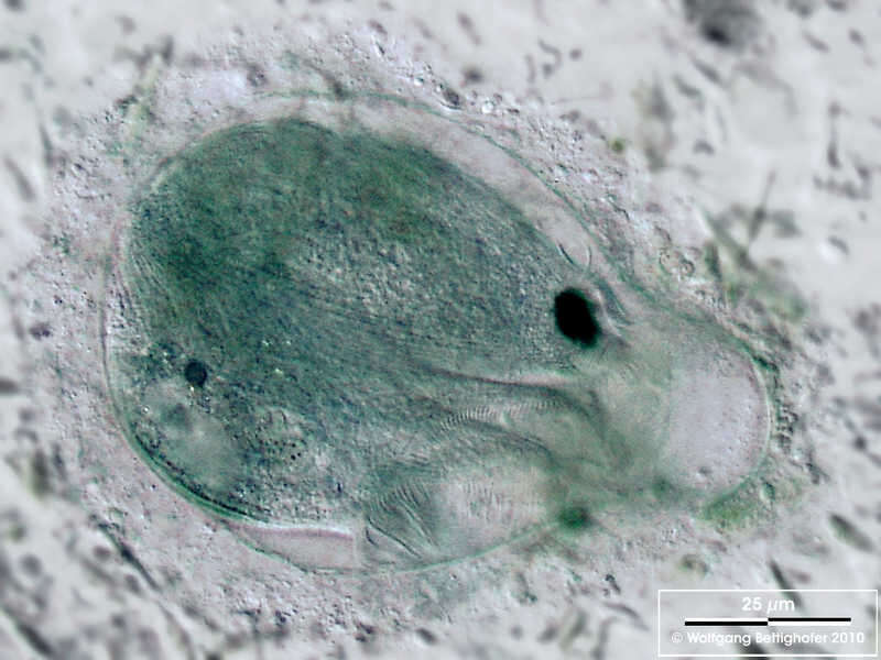 Image of Eufolliculina moebiusi (Möbius 1887) Kahl 1932