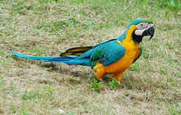 Image of Blue-and-yellow Macaw