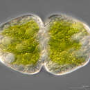 Image of <i>Cosmarium holmiense</i> var. <i>integrum</i>