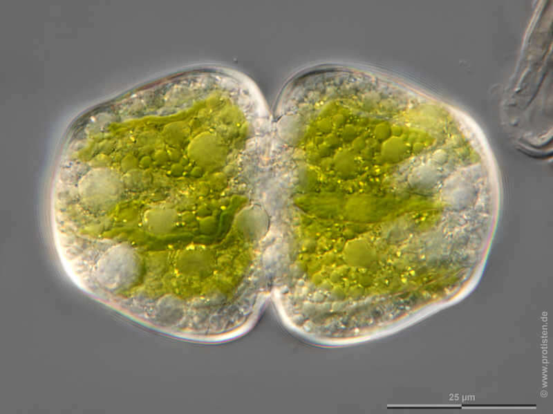 Image of <i>Cosmarium holmiense</i> var. <i>integrum</i>