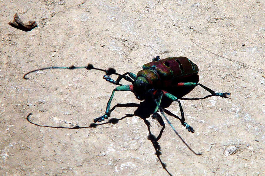 Image of Cerambycidae