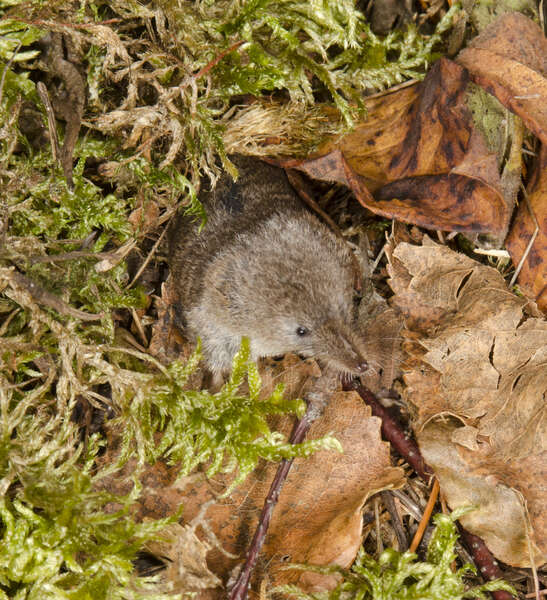 Image of Cinereus Shrew (Masked Shrew)