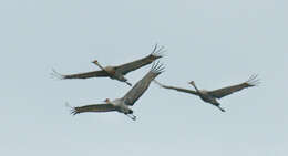 Image of Grus canadensis