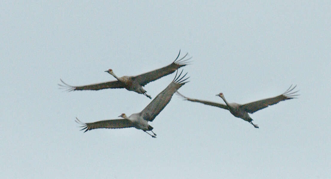 Imagem de Grus canadensis