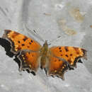 Image of Gray Comma