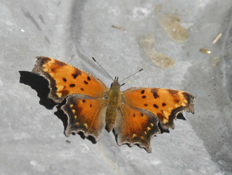 Image of Gray Comma