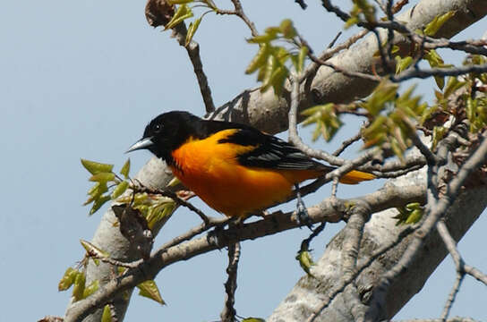 Image of Baltimore Oriole