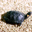 Image of Bog Turtle