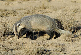 Image of Asian Badger