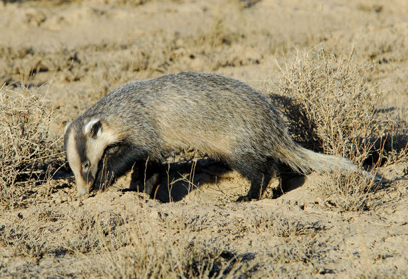 Image of Asian Badger