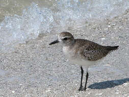 Image of Grey Plover