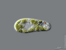 Image of Colacium calvum