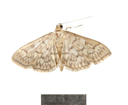 Слика од Herpetogramma pertextalis Lederer 1863