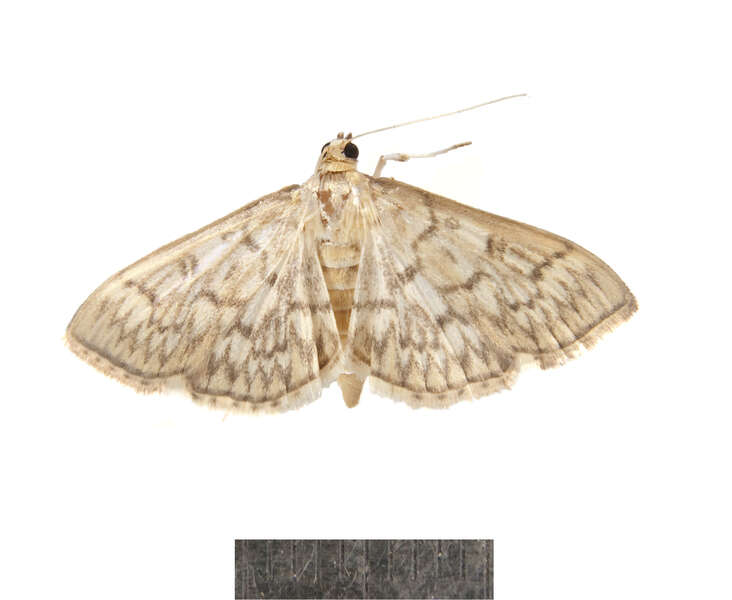 Image of Bold-feathered Grass Moth