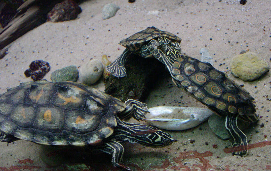 Image of Map Turtles