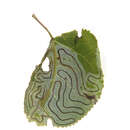 Image of Common Aspen Leaf Miner