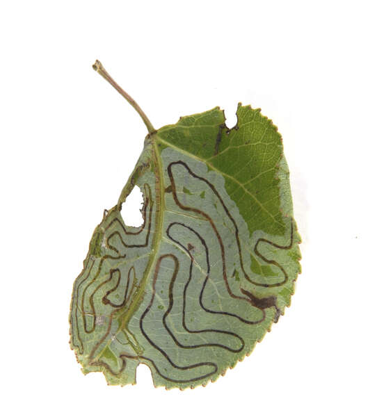 Image of Common Aspen Leaf Miner