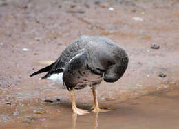 Image of Greater White-fronted Goose