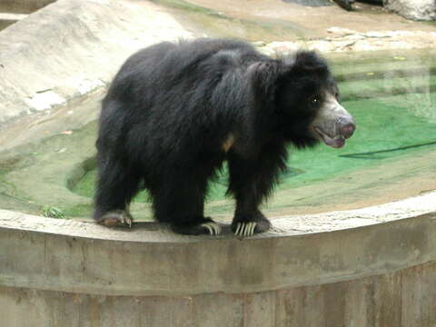 Image of Sloth Bear