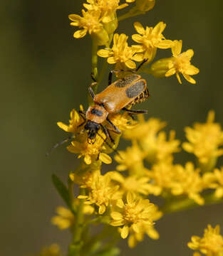 Imagem de Chauliognathus