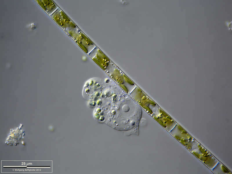 Image of <i>Ephydatia fluviatilis</i>