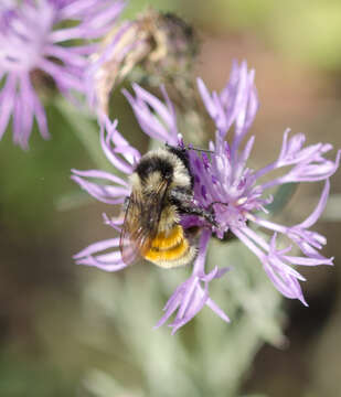 Image of Tricolored Bumble Bee