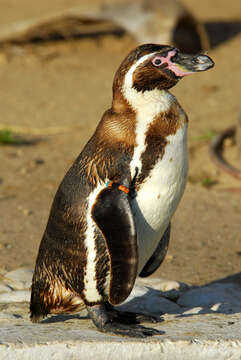 Image of Humboldt Penguin