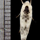 Image of Schlaeger's Fruitworm Moth