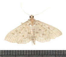 Image of Herpetogramma abdominalis Zeller