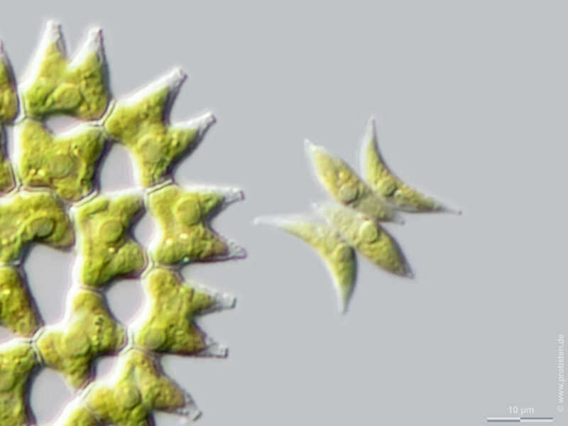 Image of Tetradesmus dimorphus