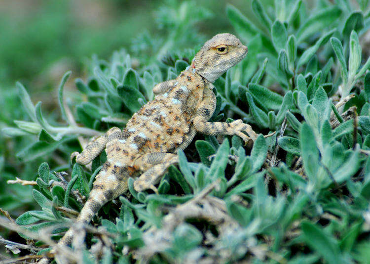 Image of Sunwatcher Toadhead Agama