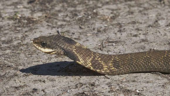 Image of North American Hog-nosed Snakes