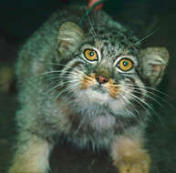 Image of Pallas’s cat