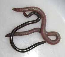 Image of Mann's  Worm Lizard