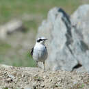 Imagem de Oenanthe oenanthe (Linnaeus 1758)