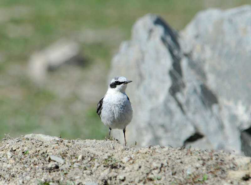 Image of European Wheatear