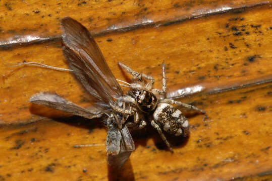 Image of Zebra spider