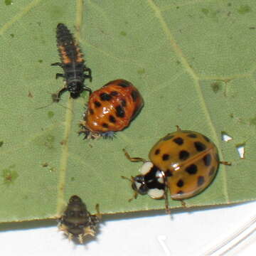 Image of Harlequin Ladybird