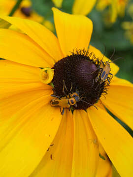 Image of soldier beetle